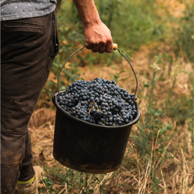 Les Vendanges ont commencé ! 🍇