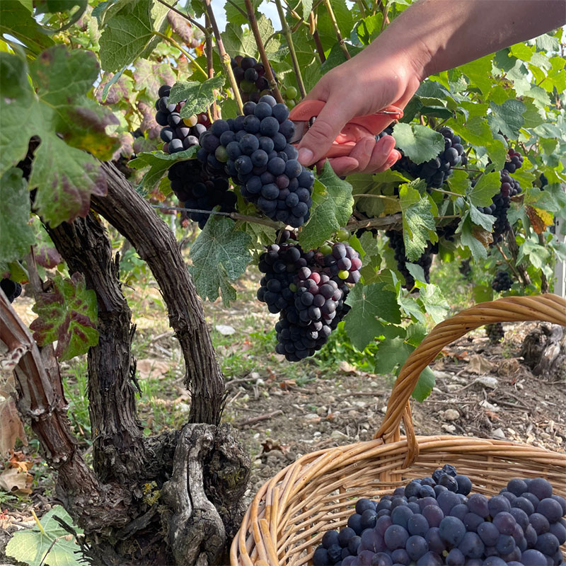 Lancement des vendanges en Champagne ! 