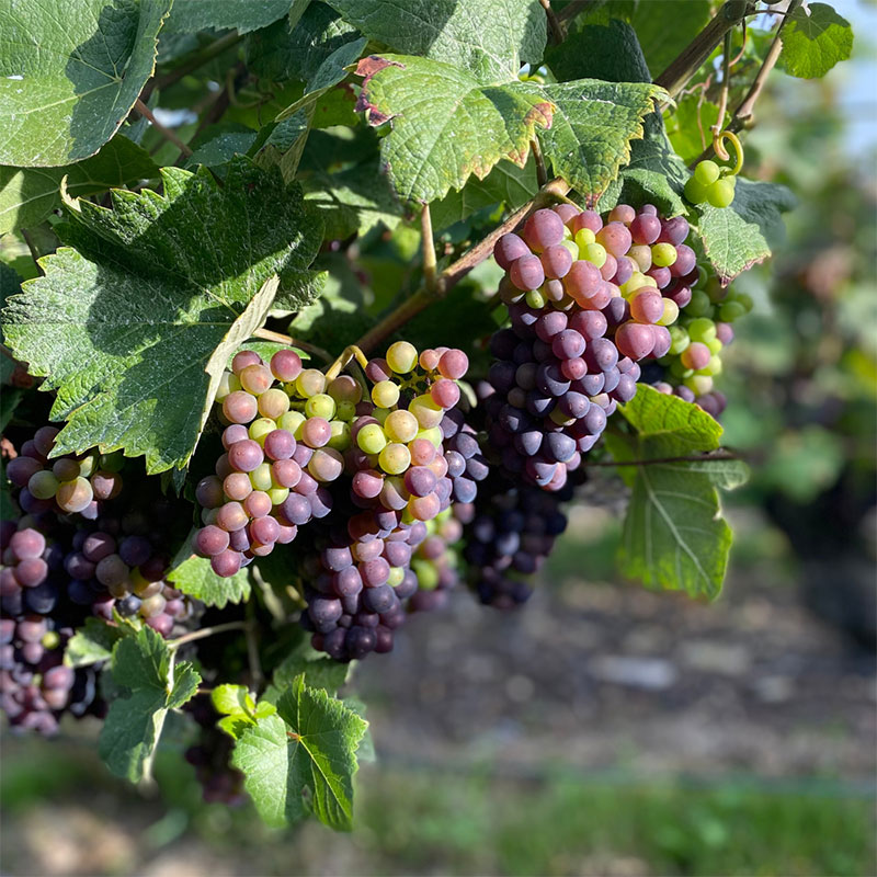 Nouvelles de nos vignobles en Champagne 