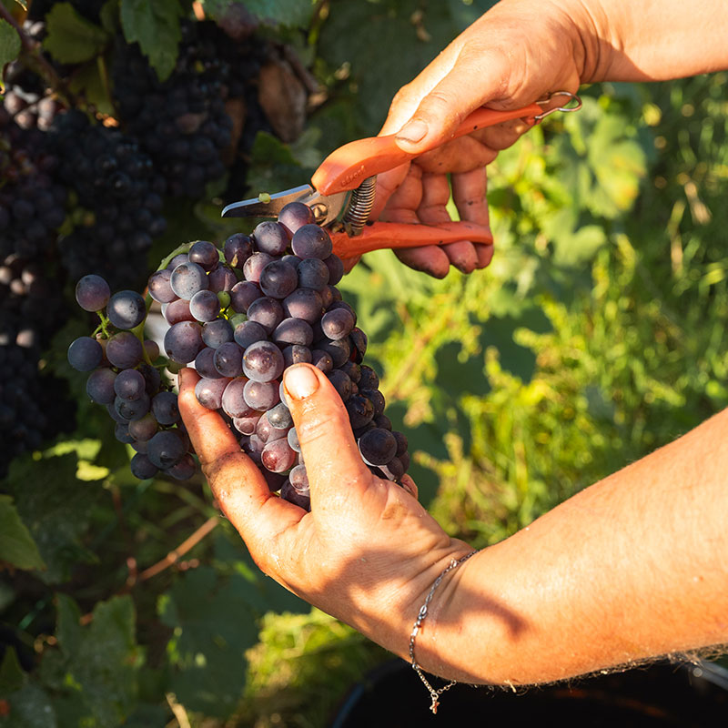 Les Vendanges sont lancées en Champagne 🍇