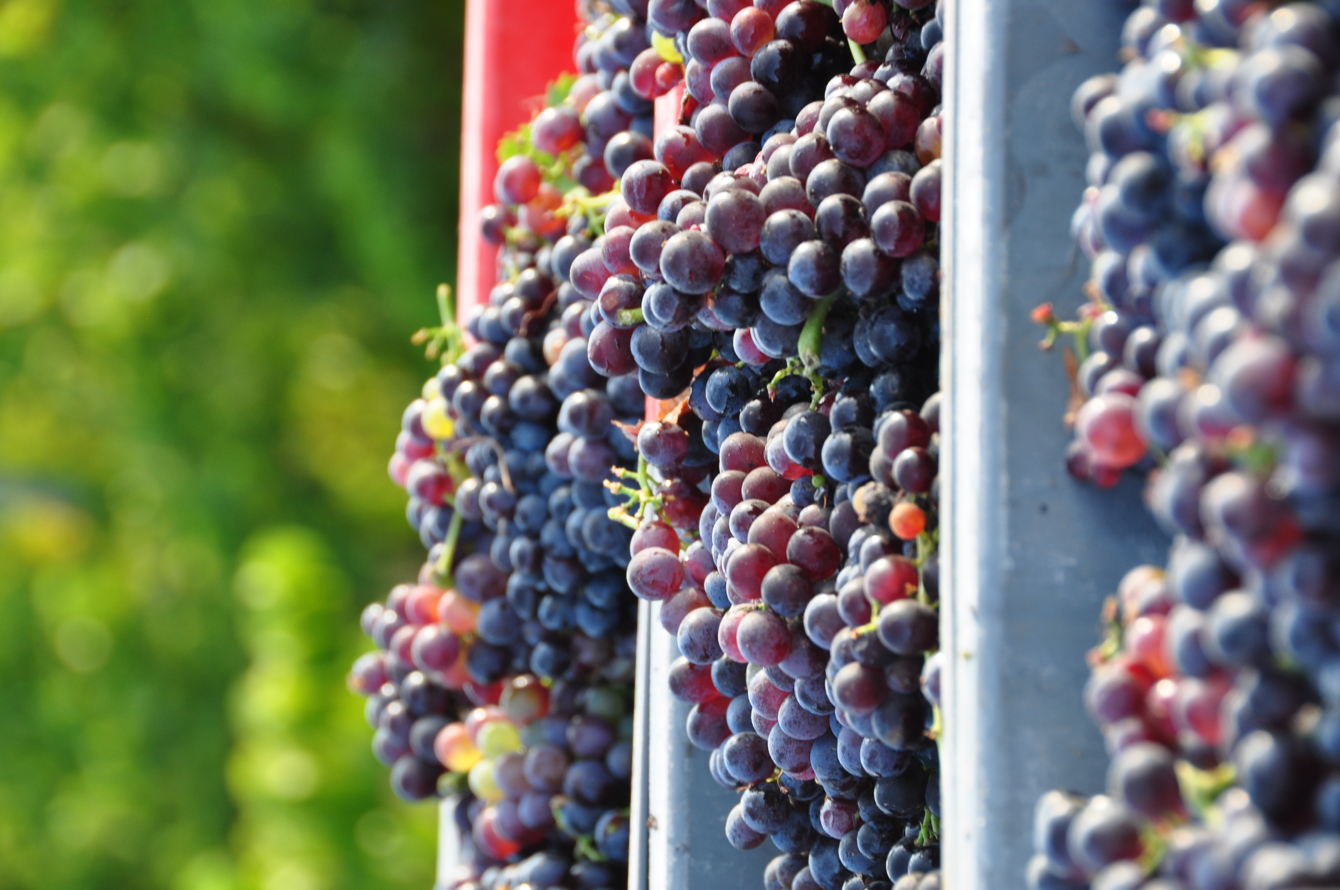 Vendanges 2024 au domaine de la Madrague